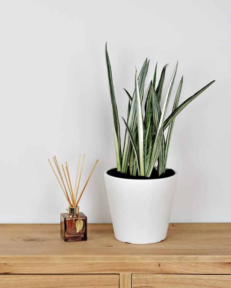 Sansevieria 'bantel's Sensation' - View 20 from www redcrocus com