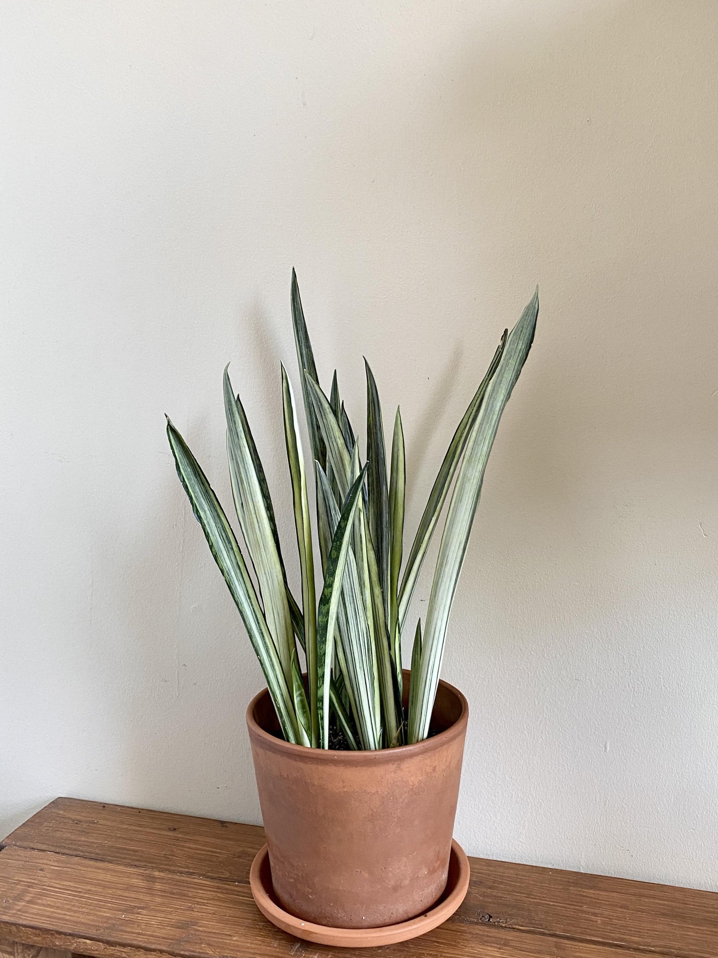 Sansevieria 'bantel's Sensation' - View 22 from www redcrocus com
