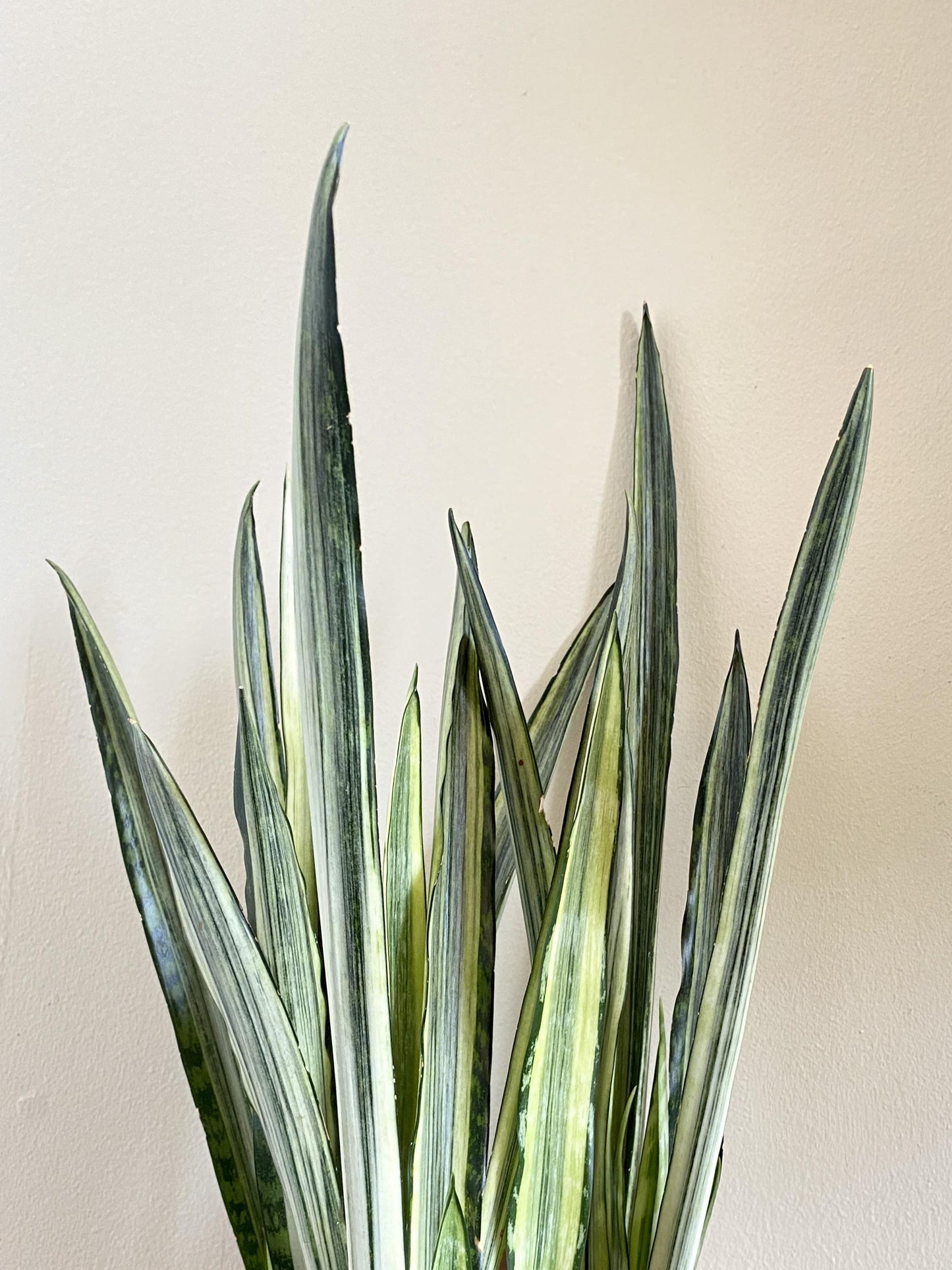 Sansevieria 'bantel's Sensation' - View 23 from www redcrocus com