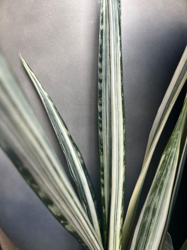 Sansevieria 'bantel's Sensation' - View 24 from www redcrocus com