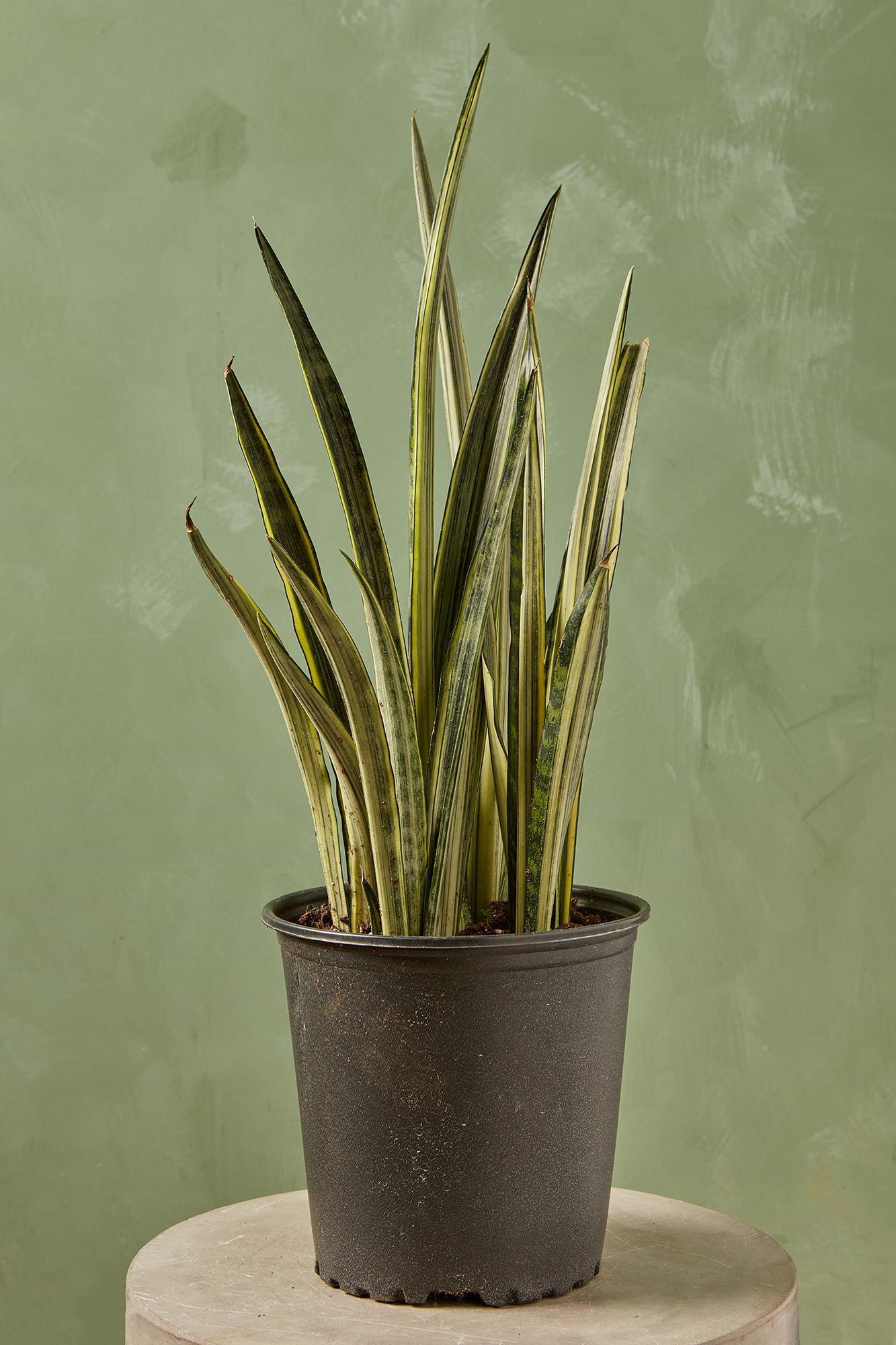 Sansevieria 'bantel's Sensation' - View 25 from www redcrocus com