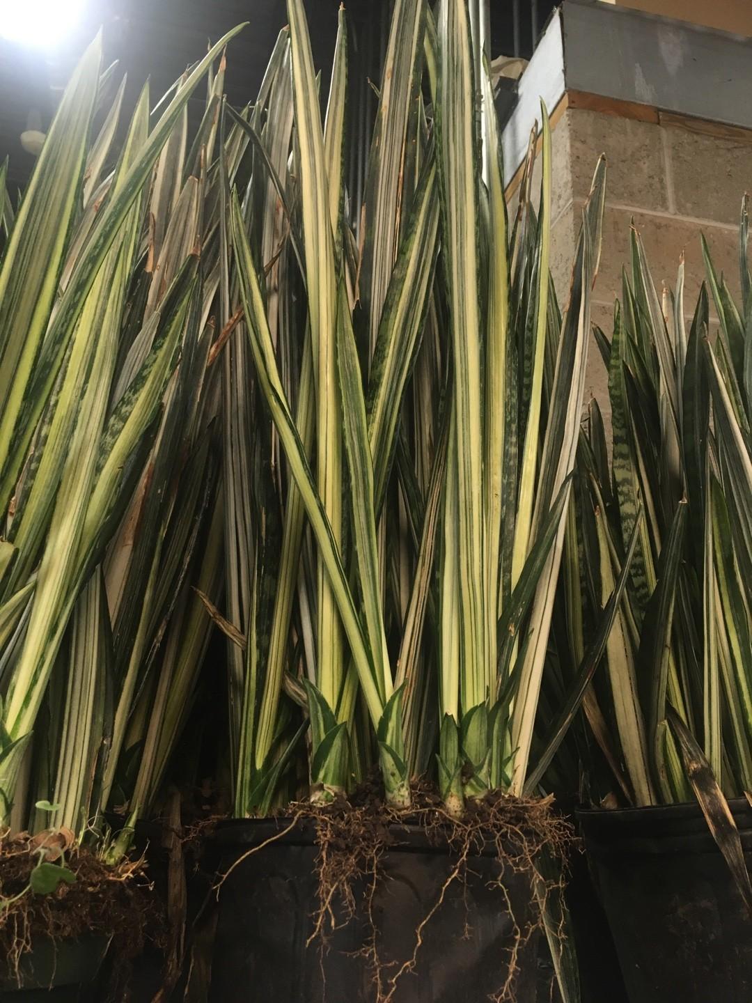 Sansevieria 'bantel's Sensation' - View 26 from www redcrocus com