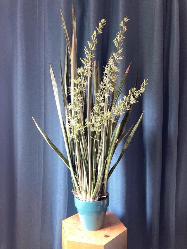 Sansevieria 'bantel's Sensation' - View 27 from www redcrocus com