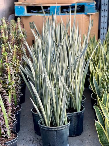 Sansevieria 'bantel's Sensation' - View 28 from www redcrocus com