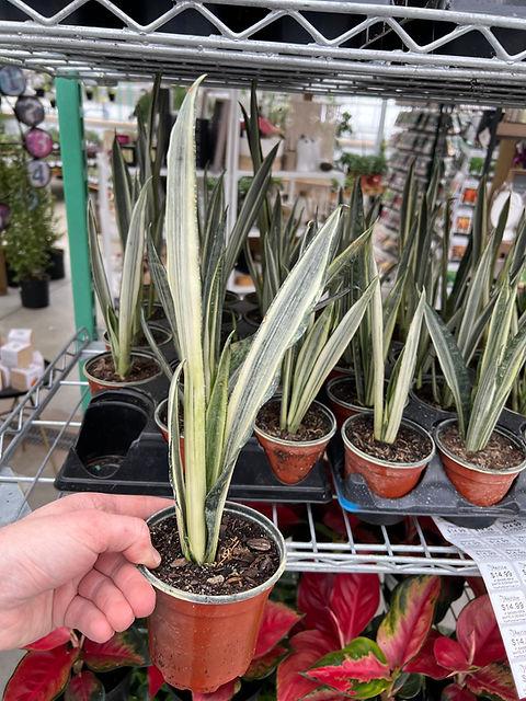 Sansevieria 'bantel's Sensation' - View 29 from www redcrocus com
