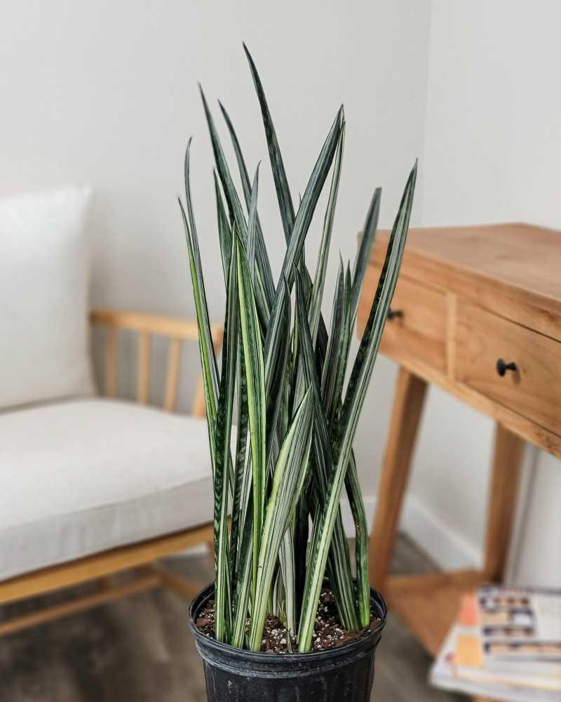 Sansevieria 'bantel's Sensation' - View 2 from www redcrocus com