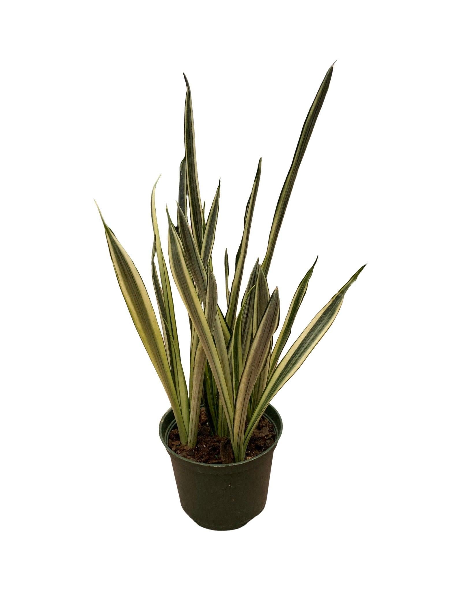 Sansevieria 'bantel's Sensation' - View 30 from www redcrocus com