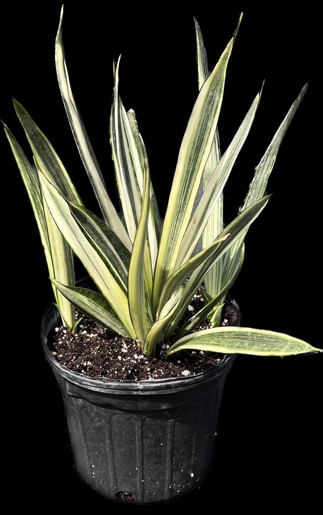 Sansevieria 'bantel's Sensation' - View 31 from www redcrocus com
