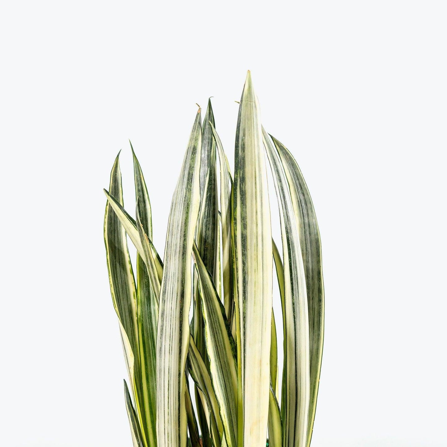 Sansevieria 'bantel's Sensation' - View 32 from www redcrocus com
