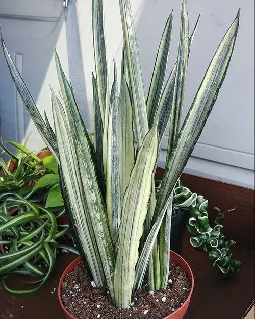 Sansevieria 'bantel's Sensation' - View 33 from www redcrocus com
