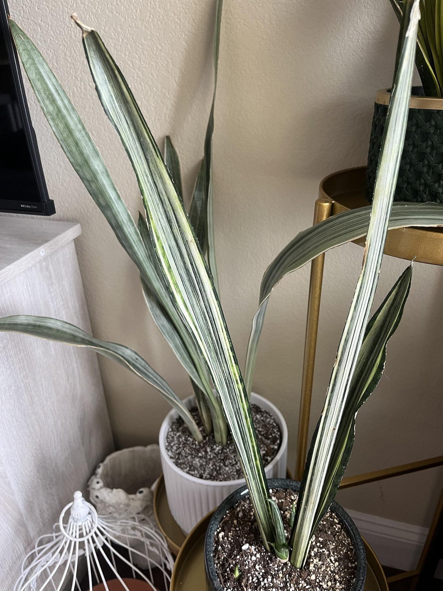 Sansevieria 'bantel's Sensation' - View 34 from www redcrocus com