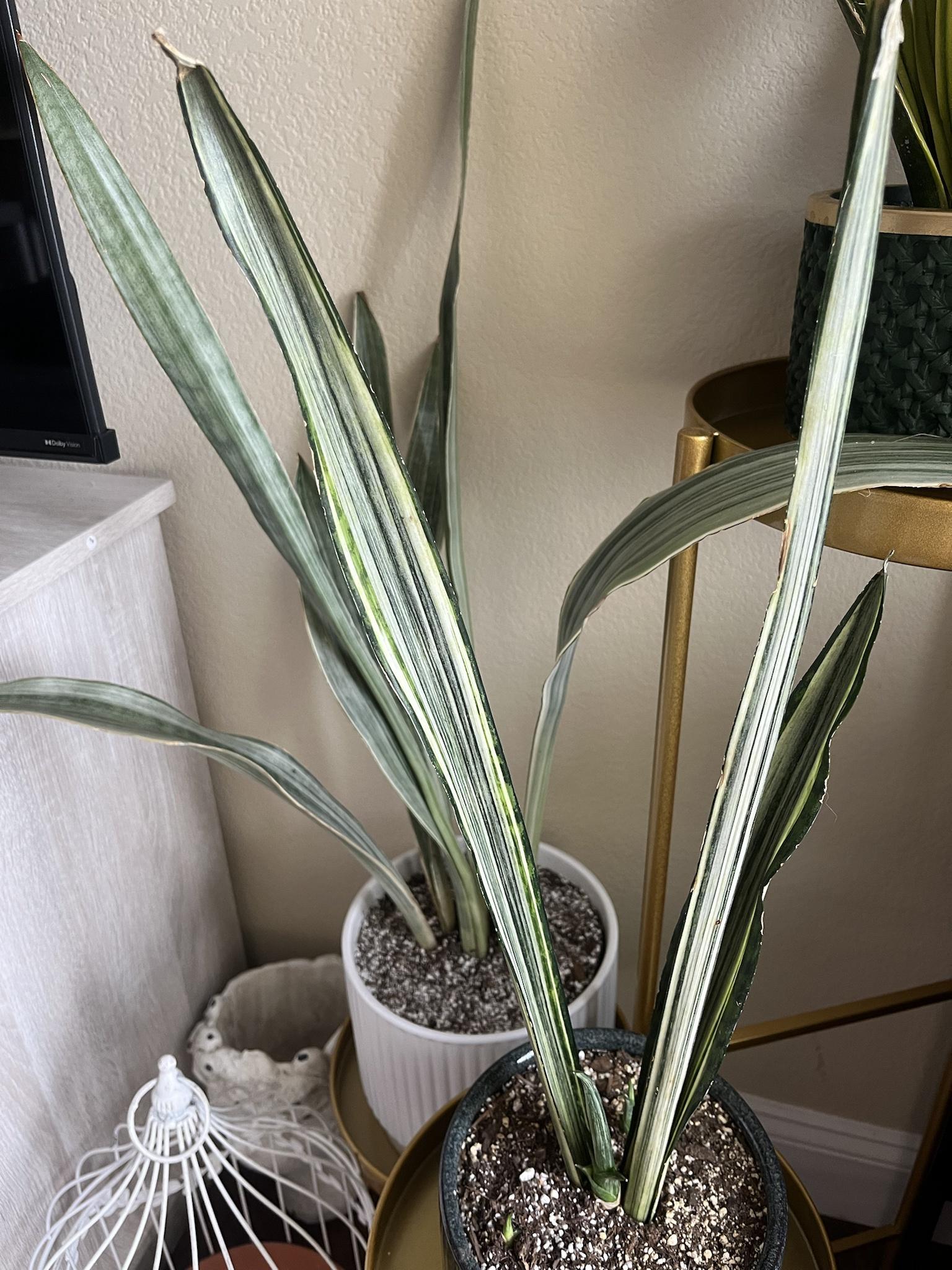 Sansevieria 'bantel's Sensation' - View 34 from www redcrocus com