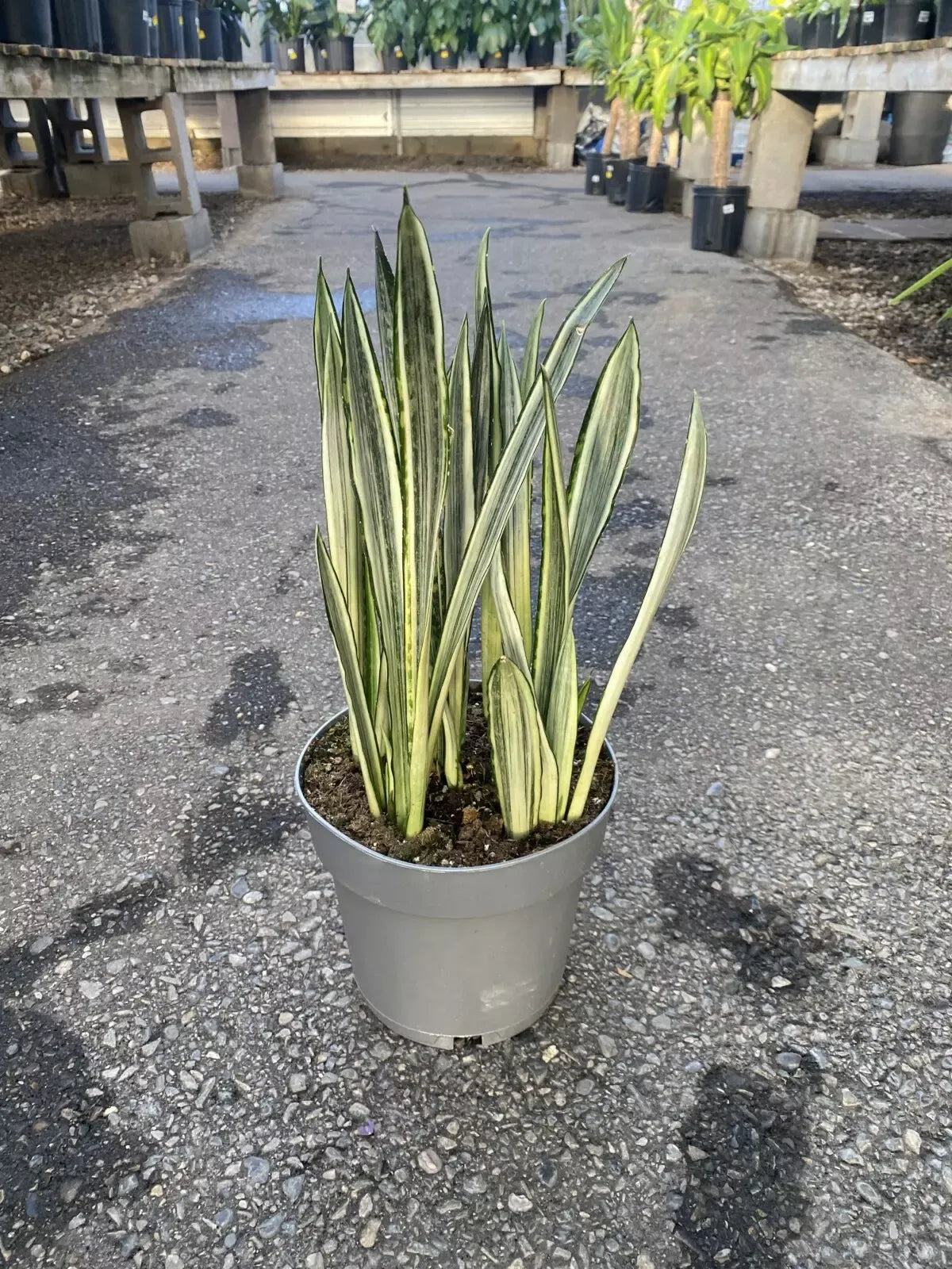 Sansevieria 'bantel's Sensation' - View 4 from www redcrocus com