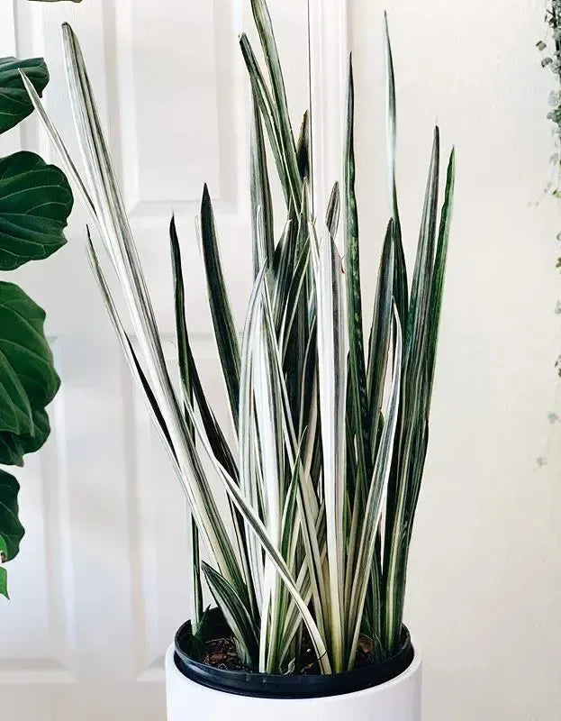 Sansevieria 'bantel's Sensation' - View 5 from www redcrocus com