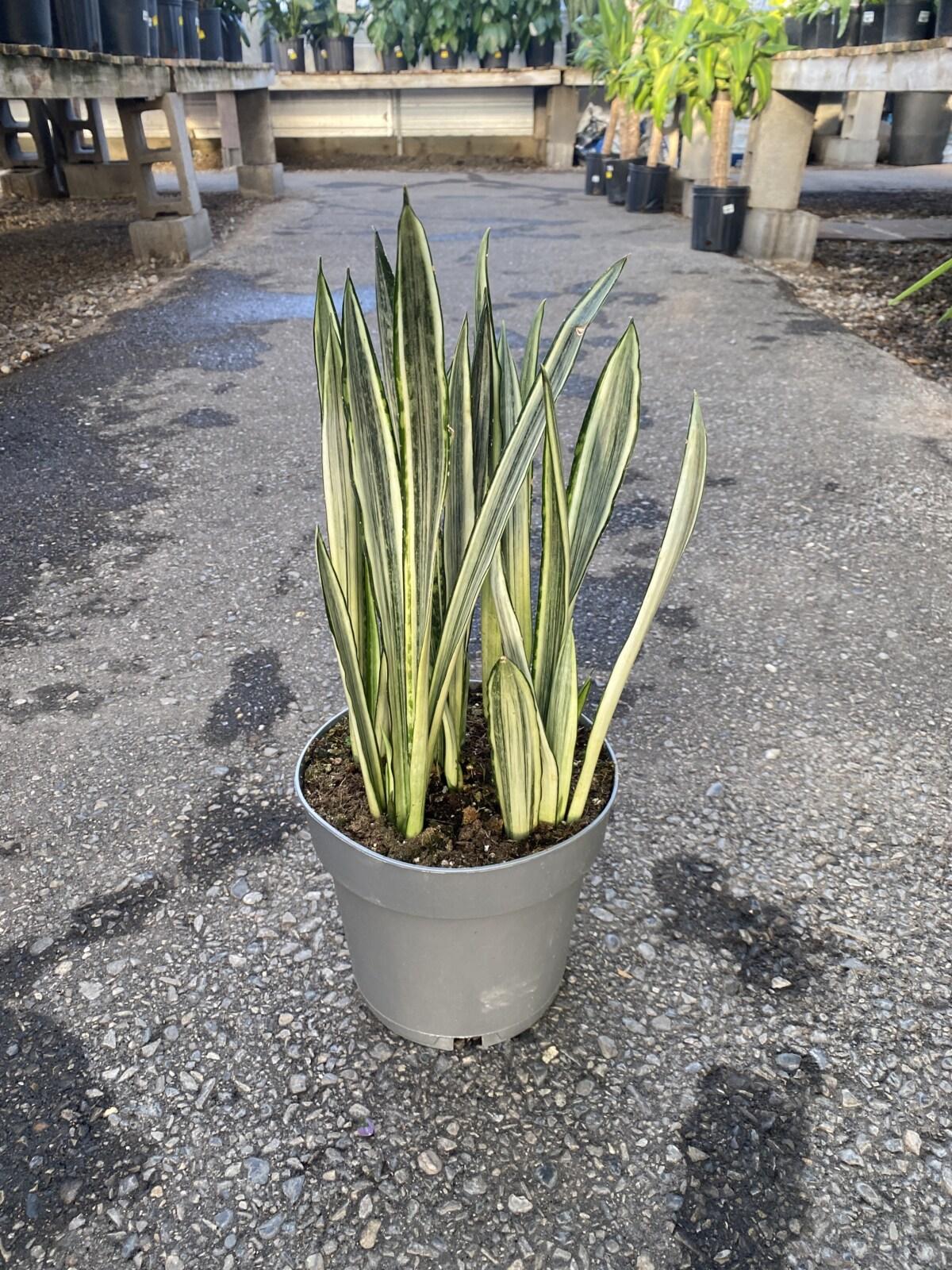 Sansevieria 'bantel's Sensation' - View 6 from www redcrocus com