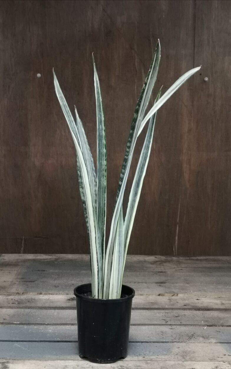 Sansevieria 'bantel's Sensation' - View 9 from www redcrocus com