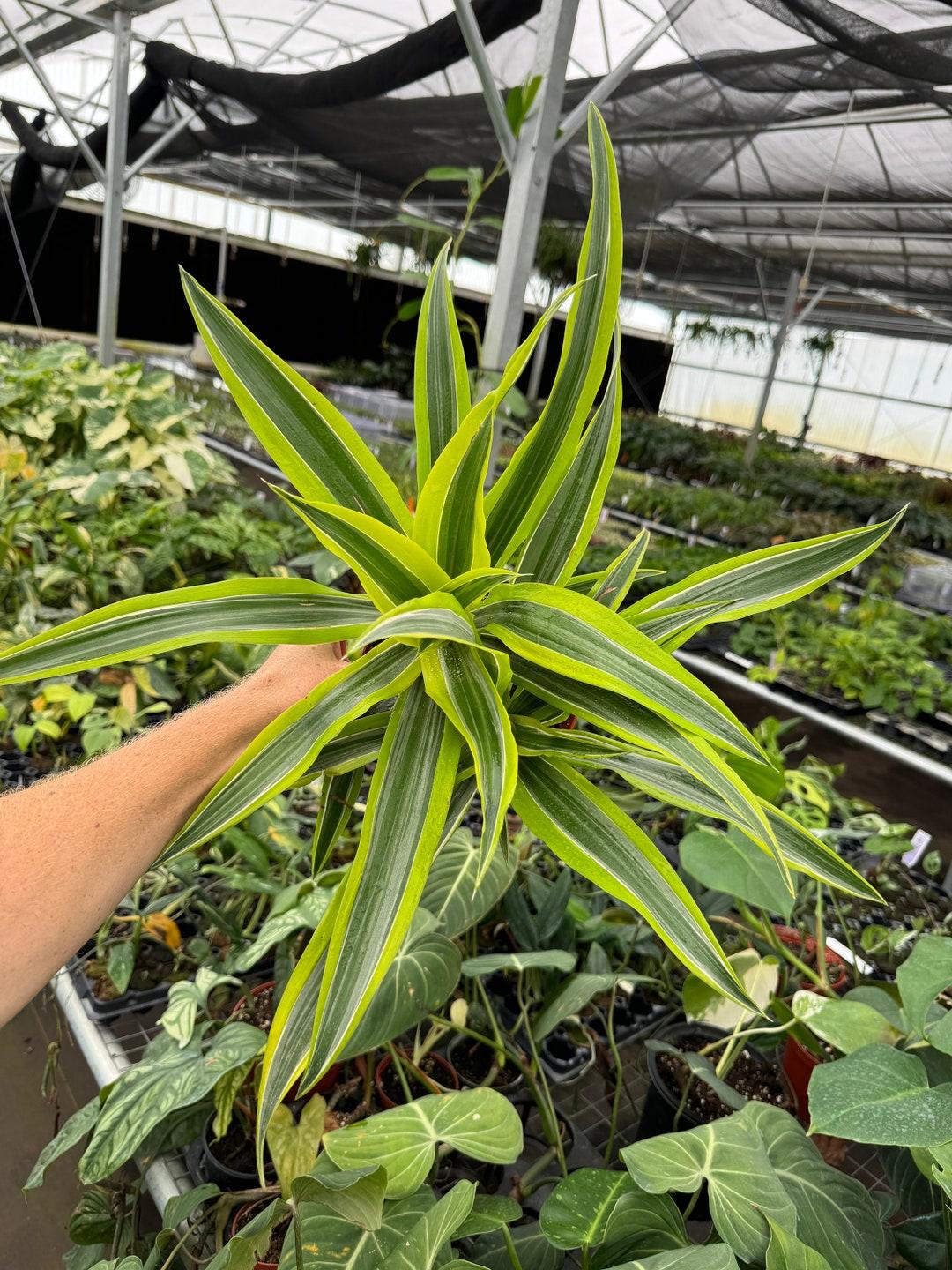 Dracaena Kristi Bush - View 10 from www redcrocus com