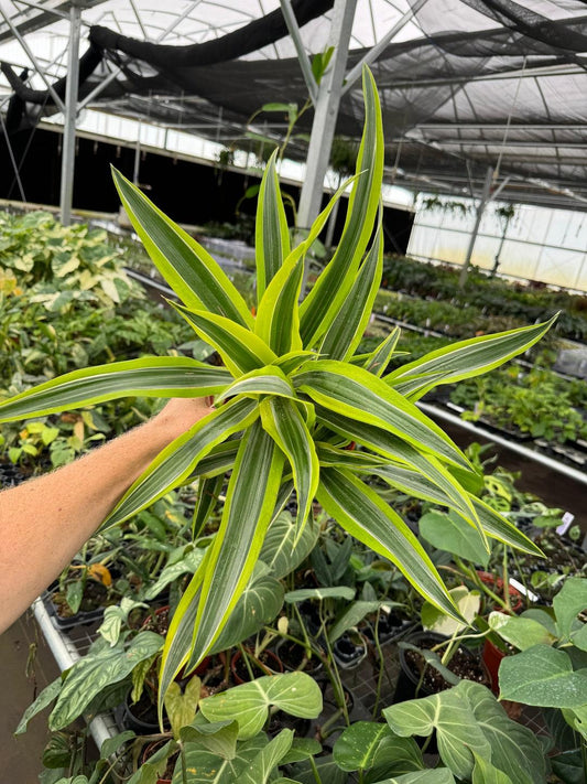 Dracaena Kristi Bush - View 10 from www redcrocus com