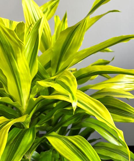 Dracaena Kristi Bush - View 11 from www redcrocus com