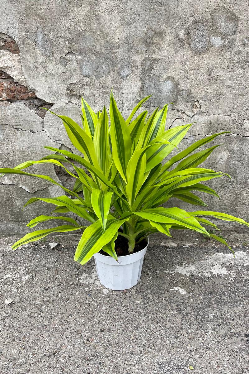 Dracaena Kristi Bush - View 12 from www redcrocus com