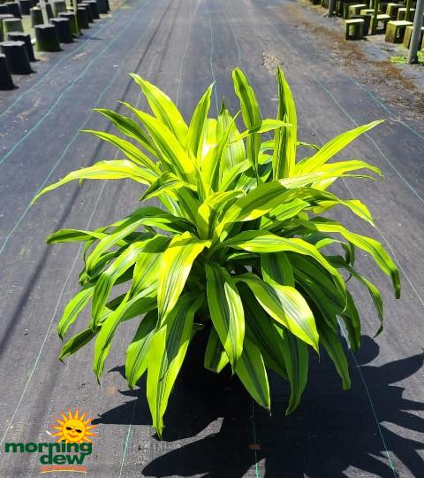 Dracaena Kristi Bush - View 16 from www redcrocus com