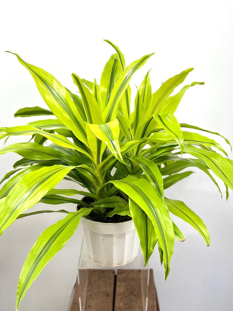 Dracaena Kristi Bush - View 17 from www redcrocus com