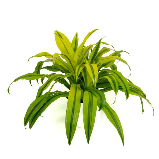 Dracaena Kristi Bush - View 1 from www redcrocus com