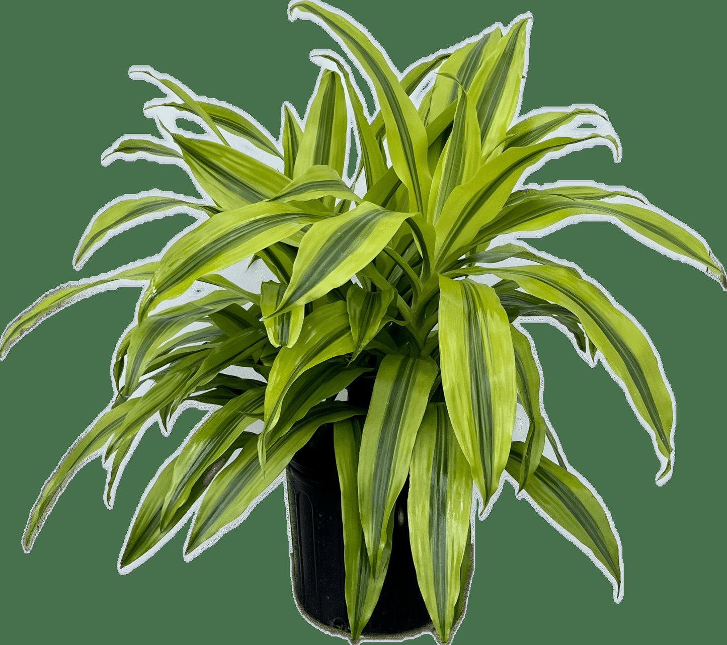 Dracaena Kristi Bush - View 3 from www redcrocus com