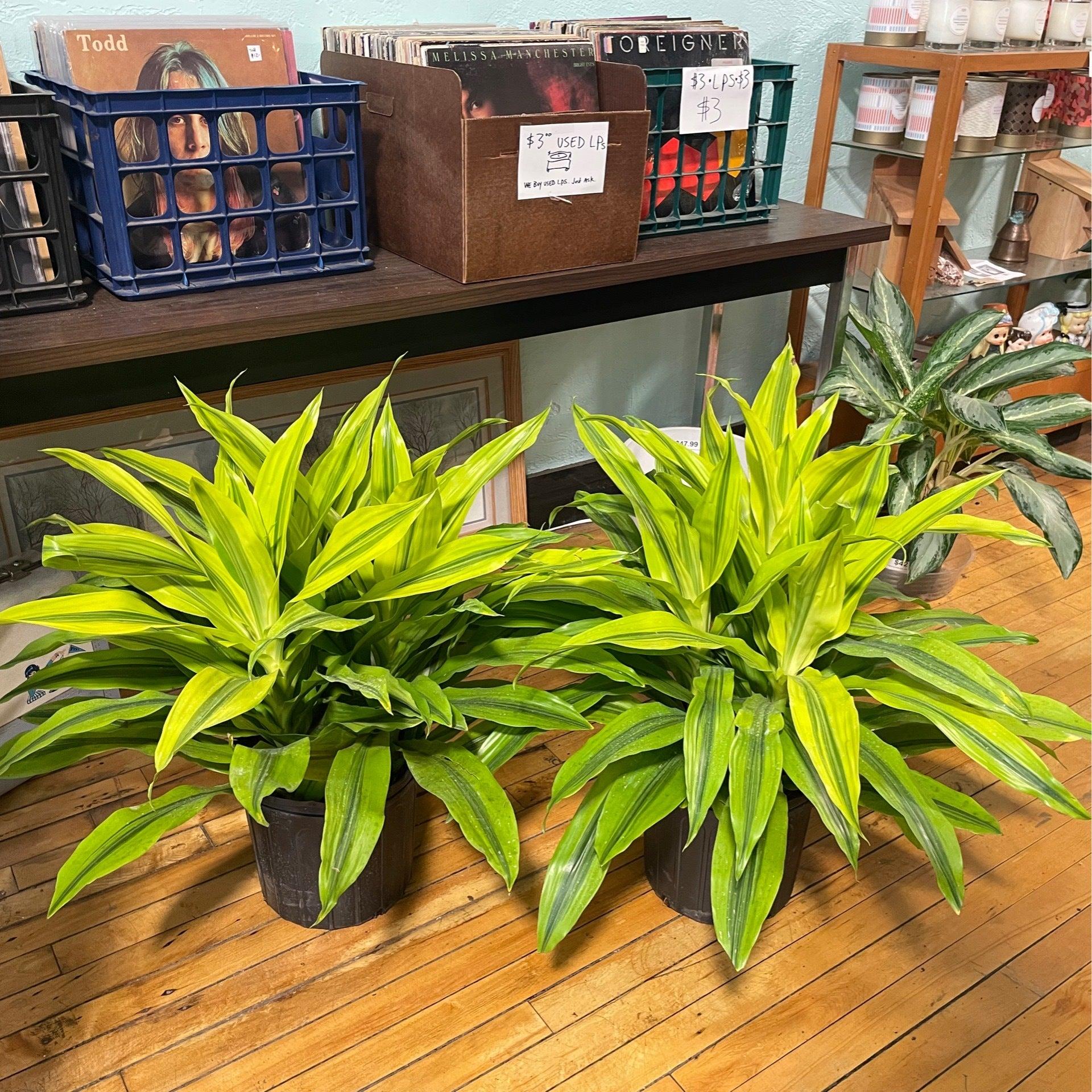 Dracaena Kristi Bush - View 4 from www redcrocus com