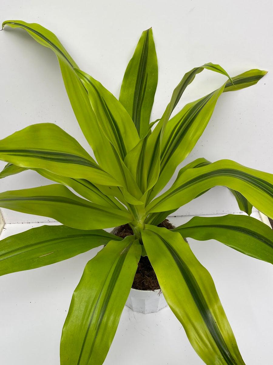 Dracaena Kristi Bush - View 8 from www redcrocus com