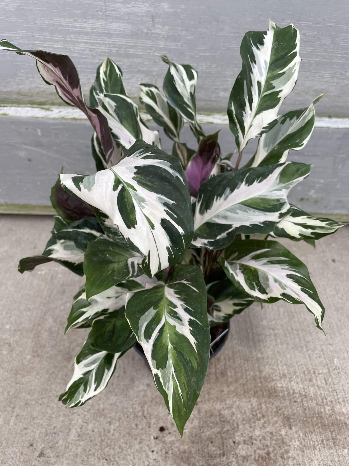 Calathea Stella - View 12 from www redcrocus com