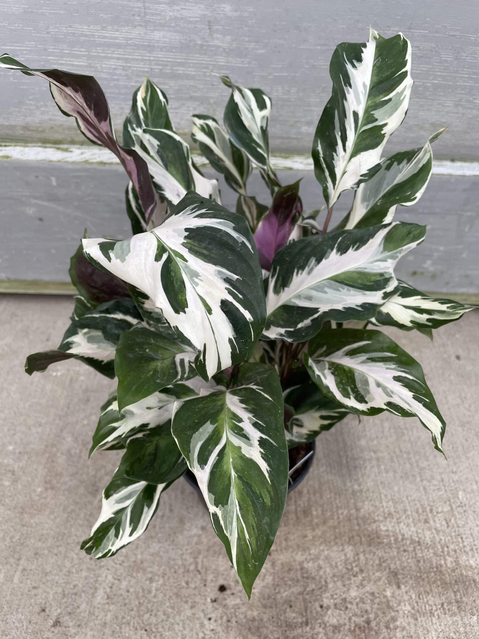 Calathea Stella - View 12 from www redcrocus com