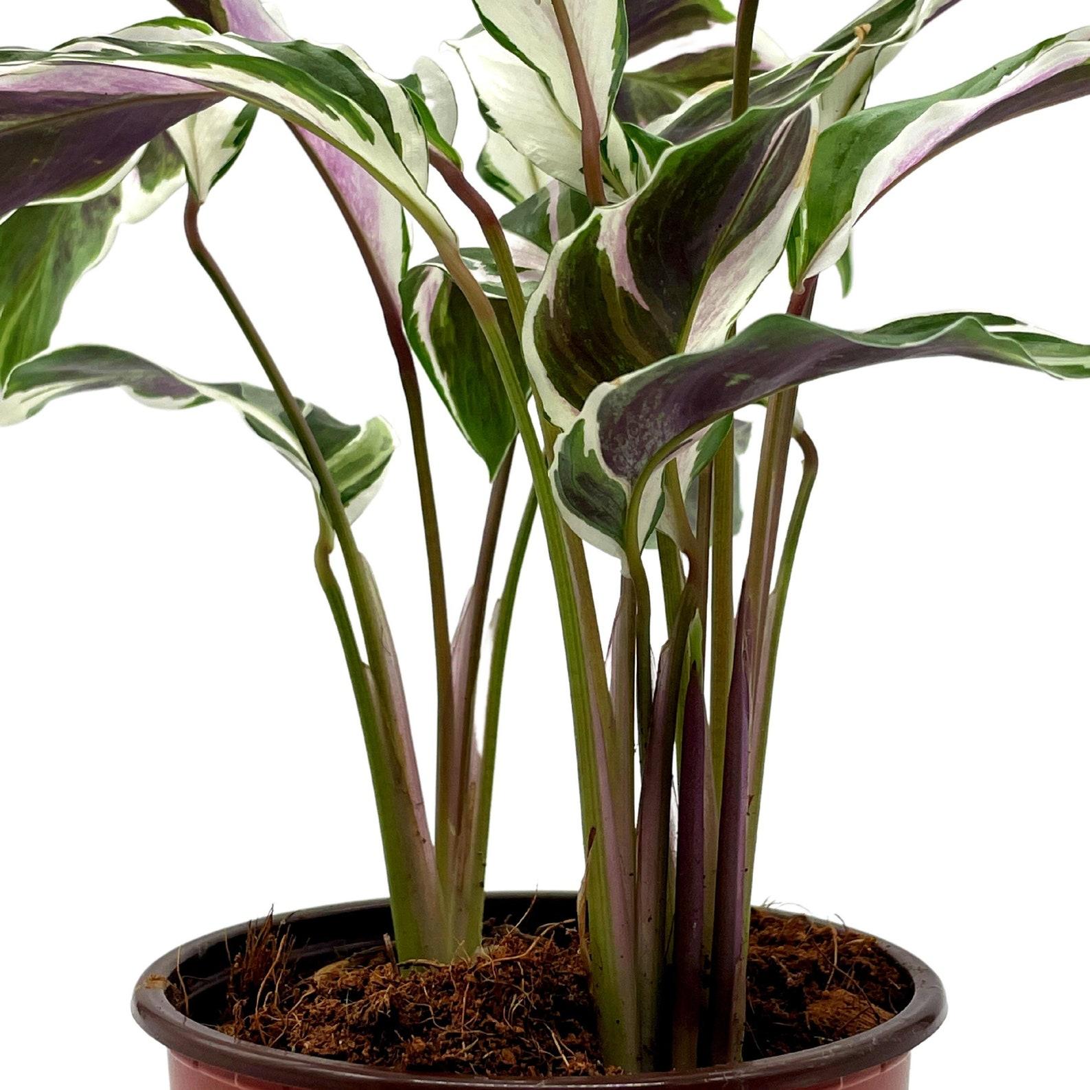 Calathea Stella - View 18 from www redcrocus com