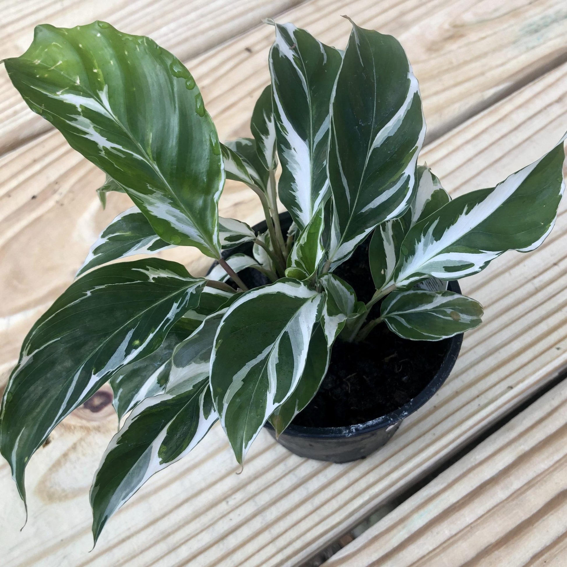 Calathea White Fusion - View 6 from www redcrocus com