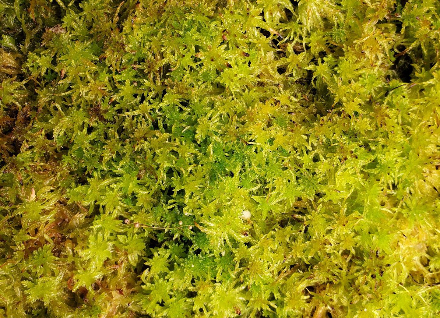 Moss Assorted - View 15 from www redcrocus com