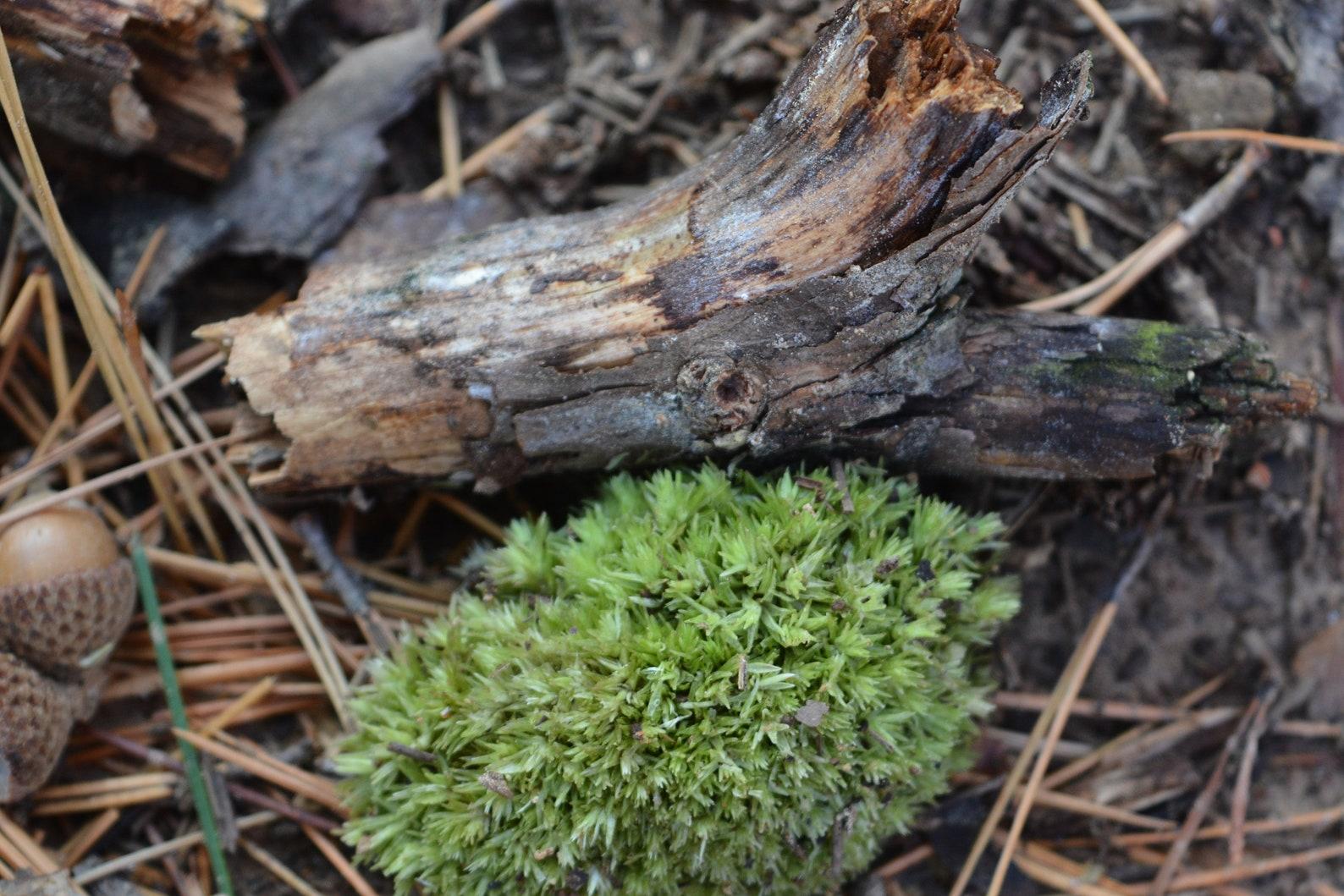 Moss Assorted - View 16 from www redcrocus com