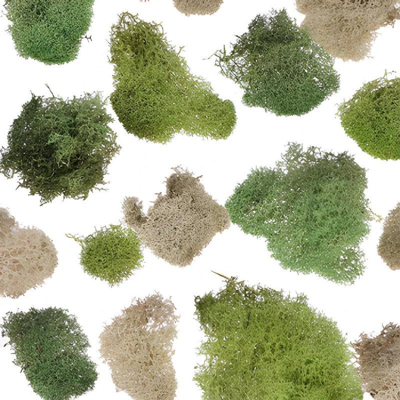 Moss Assorted - View 1 from www redcrocus com