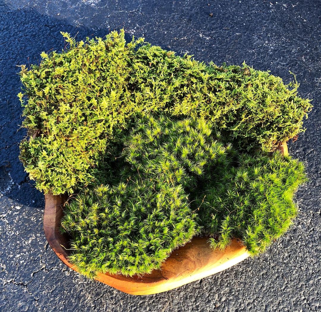 Moss Assorted - View 20 from www redcrocus com