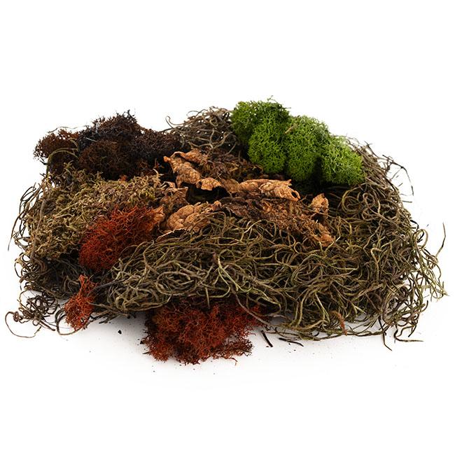 Moss Assorted - View 2 from www redcrocus com