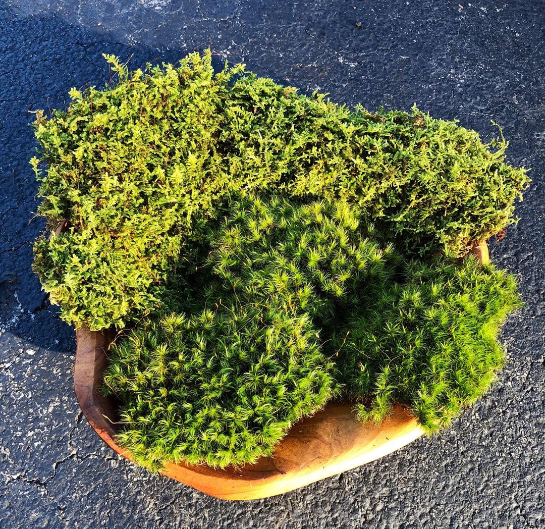 Moss Assorted - View 3 from www redcrocus com