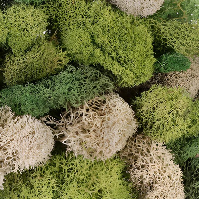 Moss Assorted - View 4 from www redcrocus com