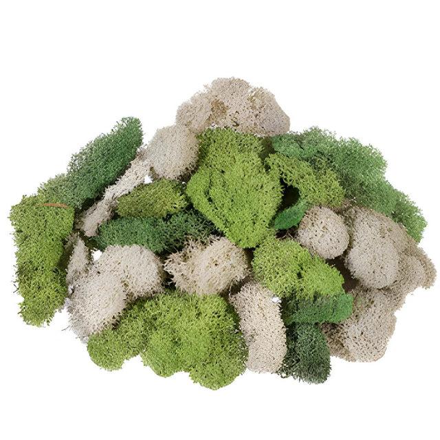 Moss Assorted - View 5 from www redcrocus com