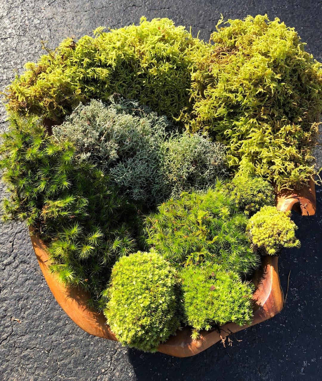 Moss Assorted - View 6 from www redcrocus com