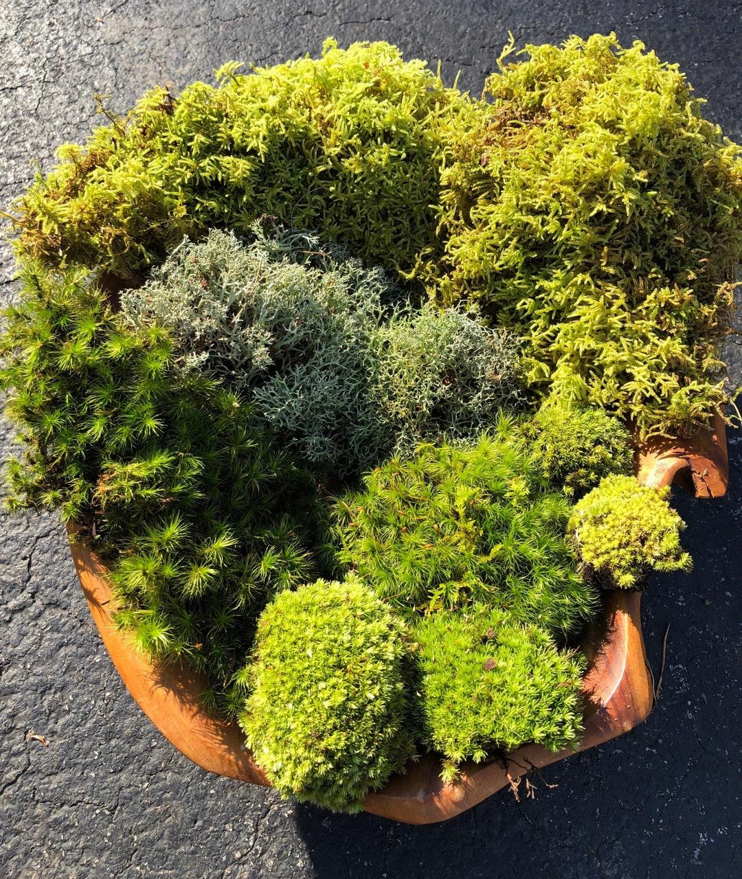 Moss Assorted - View 7 from www redcrocus com