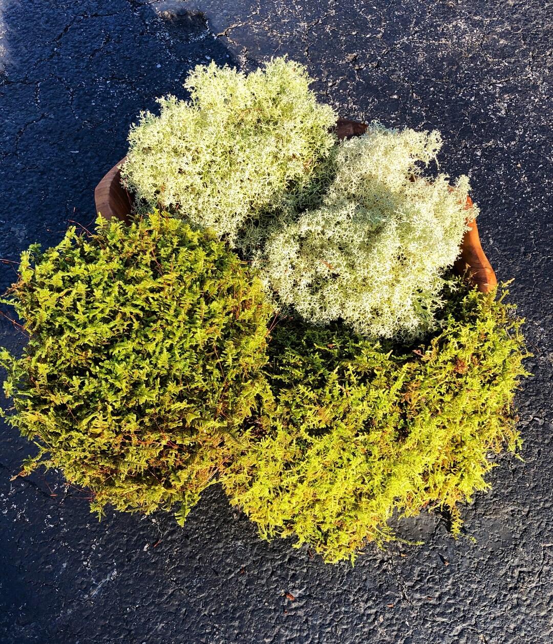 Moss Assorted - View 8 from www redcrocus com
