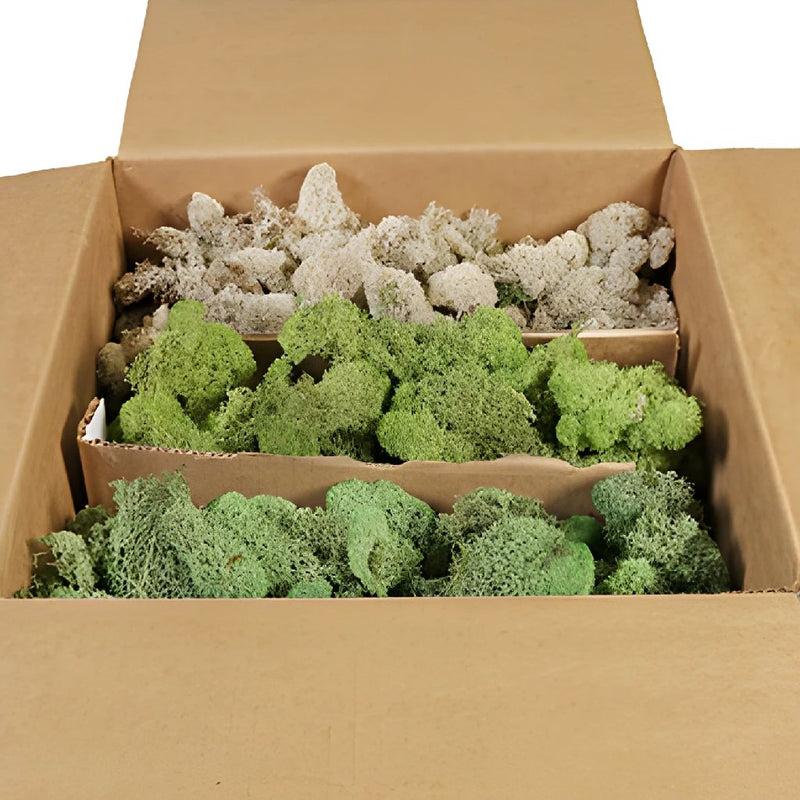 Moss Assorted - View 9 from www redcrocus com