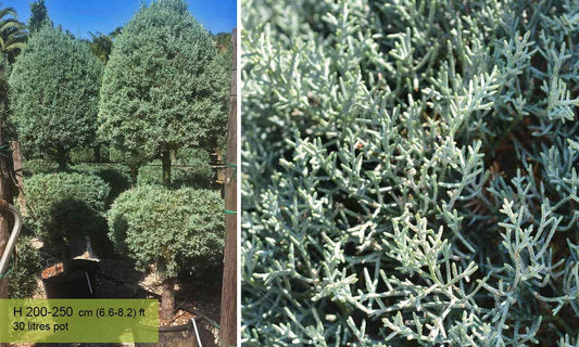 Cupressus Arizonica 2 Ball - View 11 from www redcrocus com