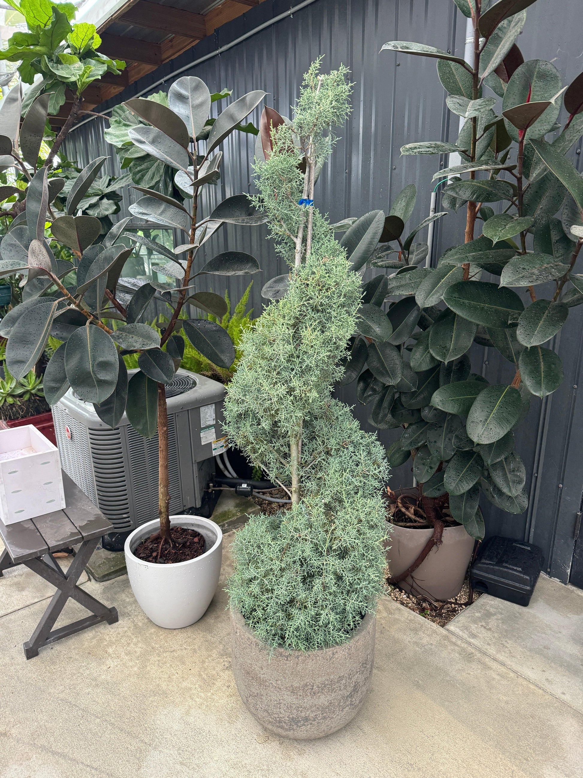 Cupressus Arizonica 2 Ball - View 26 from www redcrocus com