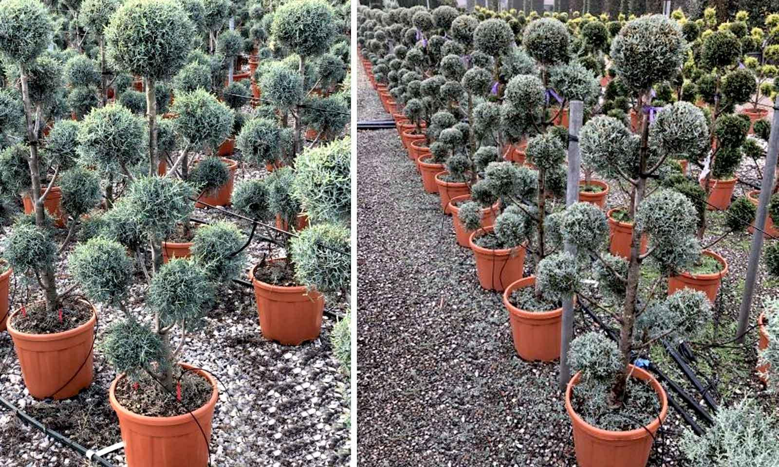 Cupressus Arizonica Pom Pom - View 1 from www redcrocus com