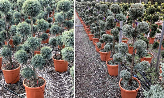 Cupressus Arizonica Pom Pom - View 1 from www redcrocus com
